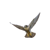 Shaheen Falcon