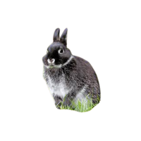 Silver Martens Rabbit | Types of Rabbit Breeds with Names