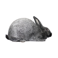 Silver Rabbit | Types of Rabbit Breeds with Names