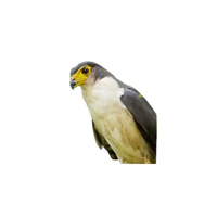 Slaty-backed Forest-Falcon