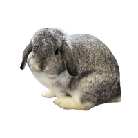 Small Chinchilla | Types of Rabbit Breeds with Names