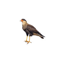 Southern Caracara | Types of Falcons with Names