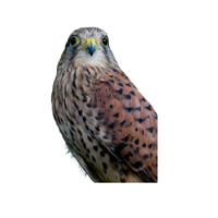 Spotted Kestrel | Types of Falcons with Names