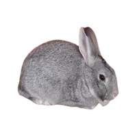 Standard Chinchilla | Types of Rabbit Breeds with Names