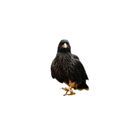 Striated Caracara | Types of Falcons with Names