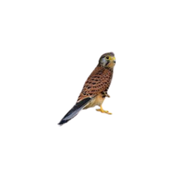 Sumatran Kestrel | Types of Falcons with Names