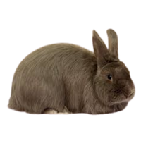 Swiss Fox Rabbit | Types of Rabbit Breeds with Names