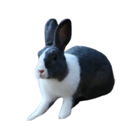 Swiss Teddy | Types of Rabbit Breeds with Names