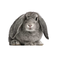 Taihang Rabbit | Types of Rabbit Breeds with Names