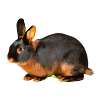 Tan Rabbit | Types of Rabbit Breeds with Names