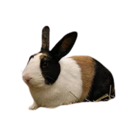 Tri Coloured Dutch | Types of Rabbit Breeds with Names