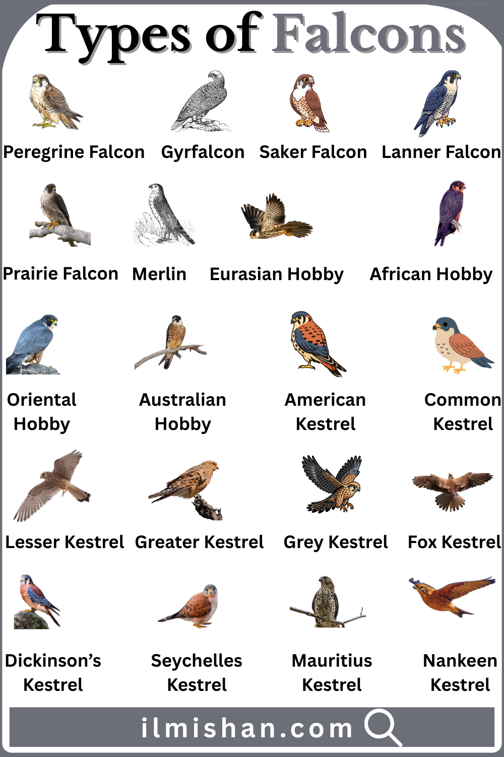 Types of Falcons with Names in English and Pictures