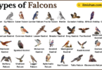 Types of Falcons with Names in English with Pictures