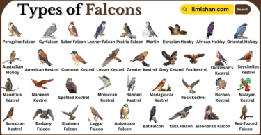 Types of Falcons with Names in English with Pictures