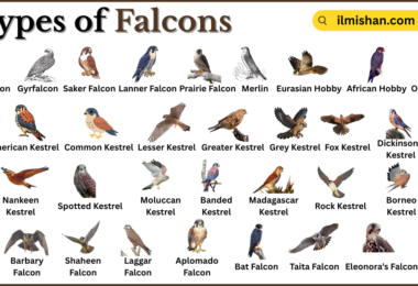 Types of Falcons with Names in English with Pictures