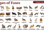 Types of Foxes with Names in English with Pictures