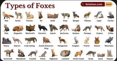 Types of Foxes with Names in English with Pictures