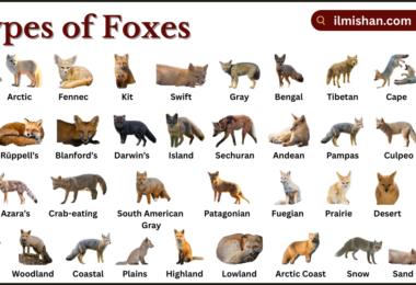 Types of Foxes with Names in English with Pictures