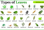 Types of Leaves with Names in English with Pictures