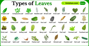 Types of Leaves with Names in English with Pictures