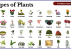 Types of Plants with Names in English with Pictures
