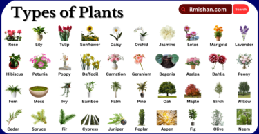 Types of Plants with Names in English with Pictures