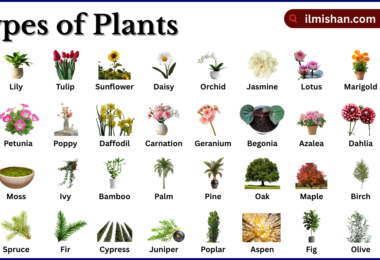 Types of Plants with Names in English with Pictures