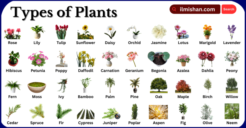 Types of Plants with Names in English with Pictures