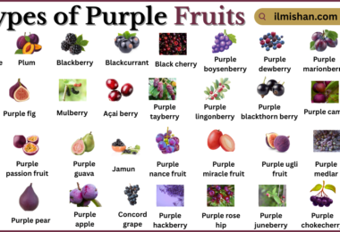 Types of Purple fruits with Names in English with Pictures
