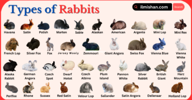Types of Rabbit Breeds with Names in English with Pictures