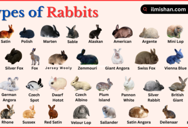 Types of Rabbit Breeds with Names in English with Pictures