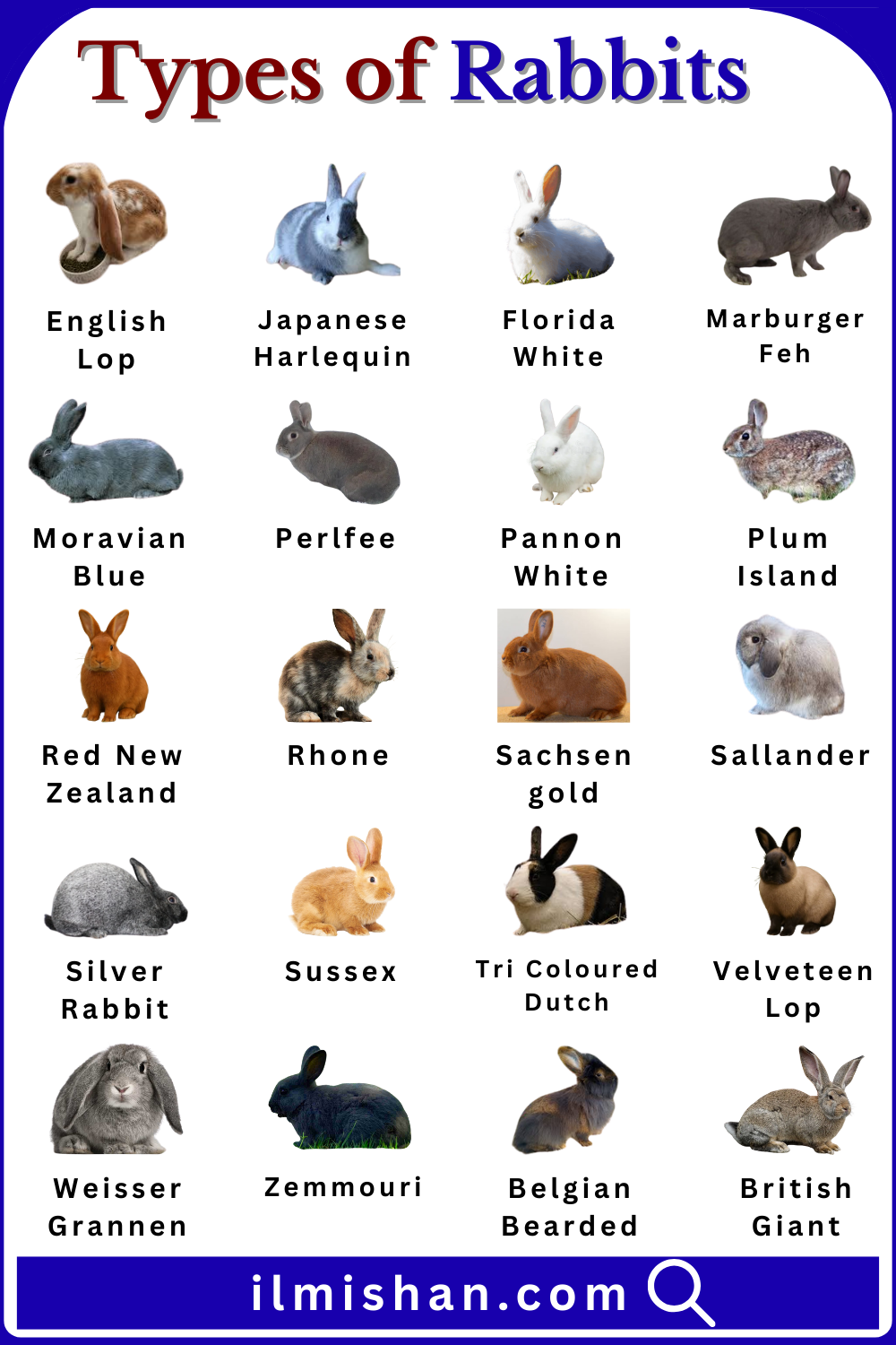 Unique Types of Rabbit Breeds Names in English