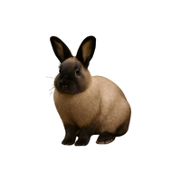 Velveteen Lop | Types of Rabbit Breeds with Names