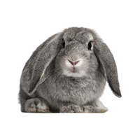 Weisser Grannen | Types of Rabbit Breeds with Names