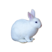 White Vienna | Types of Rabbit Breeds with Names