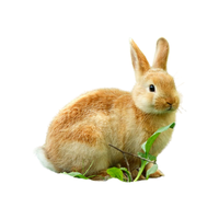 Yellow Sachsen gold Rabbit | Types of Rabbit Breeds with Names