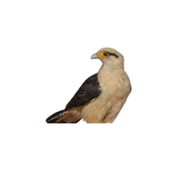 Yellow-headed Caracara | Types of Falcons with Names