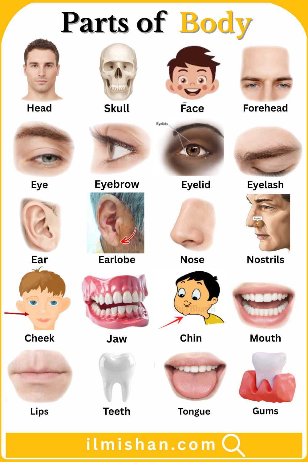 Body Parts Names in English with there Pictures