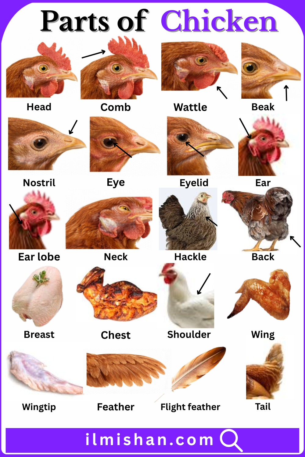 Chicken Parts Names in English with there Pictures