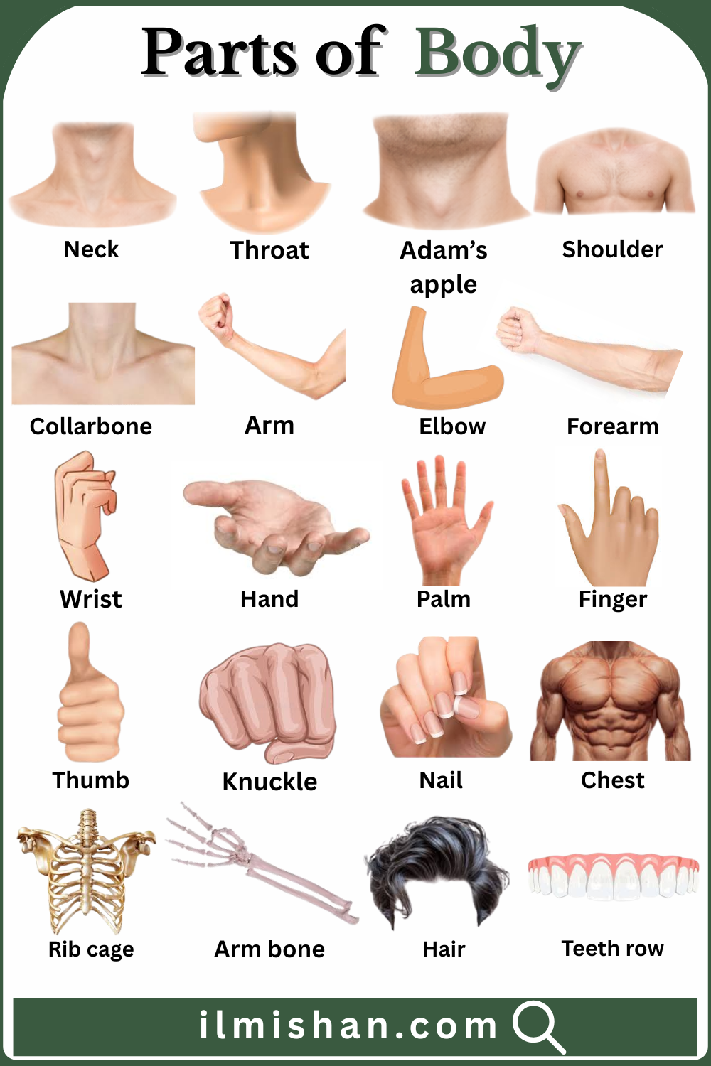 Common Parts of Body with their Names and Pictures