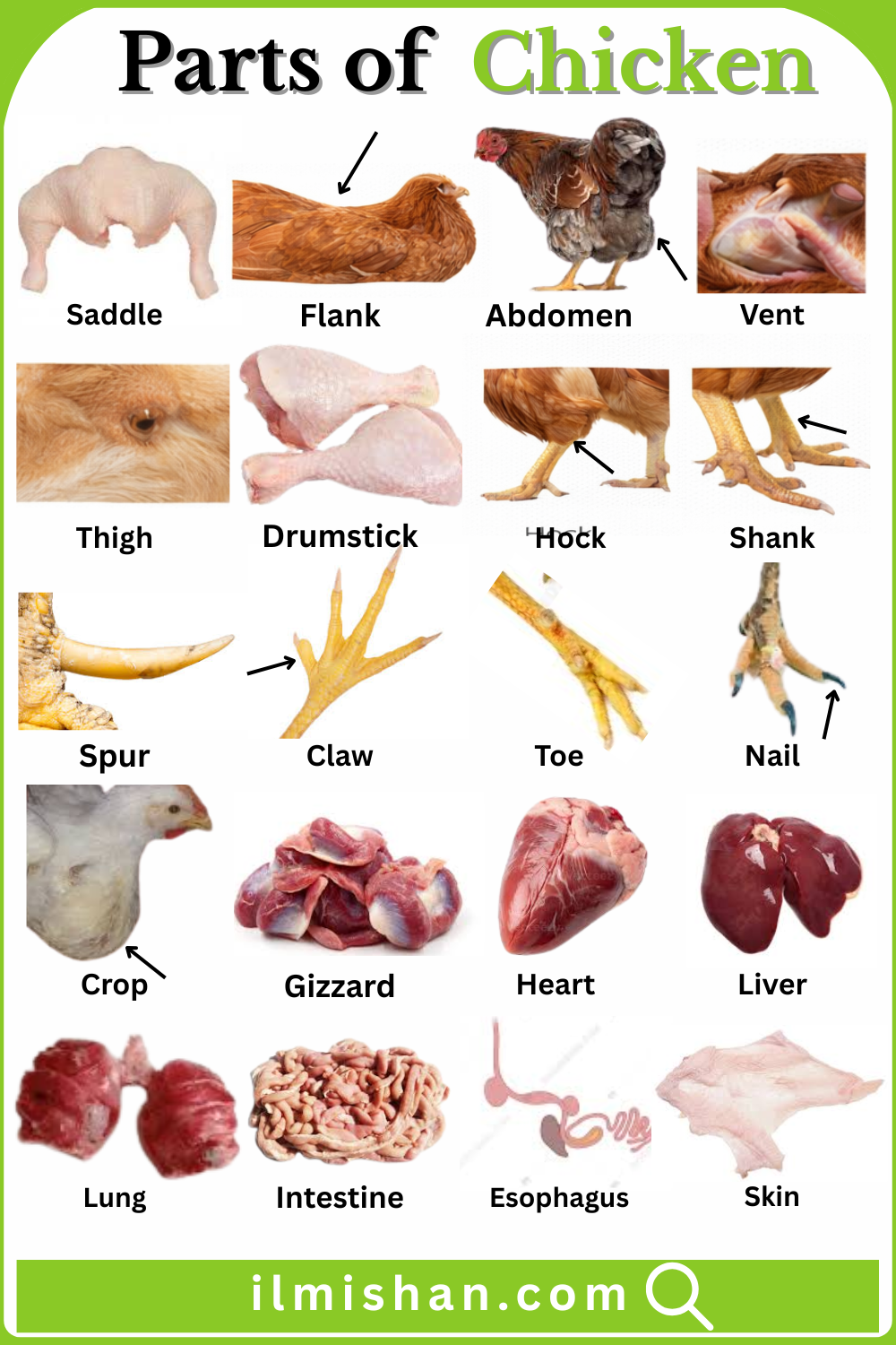 Common Parts of Chicken with their Names and Pictures