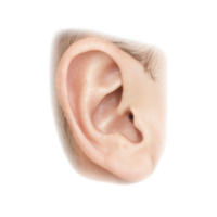 Ear