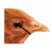 Eye | Parts of Chicken