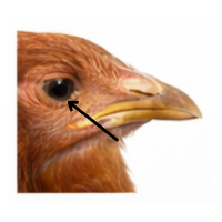 Eyelid | Parts of Chicken
