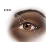Eyelid | Parts of Body