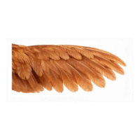 Feather | Parts of Chicken
