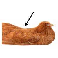Flank | Parts of Chicken
