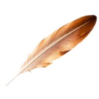 Flight feather | Parts of Chicken
