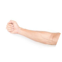 Forearm | Parts of Body