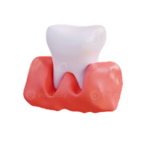 Gums | Parts of Body